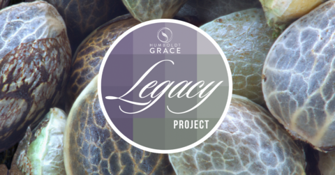 Legacy Project Humboldt Grace Logo Over cannabis seeds